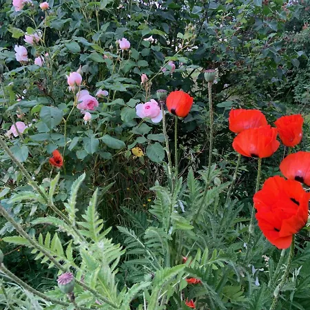 Banet-sart A Daverdisse