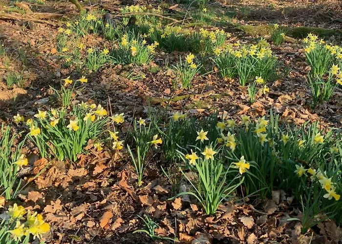 Banet-sart à * Daverdisse